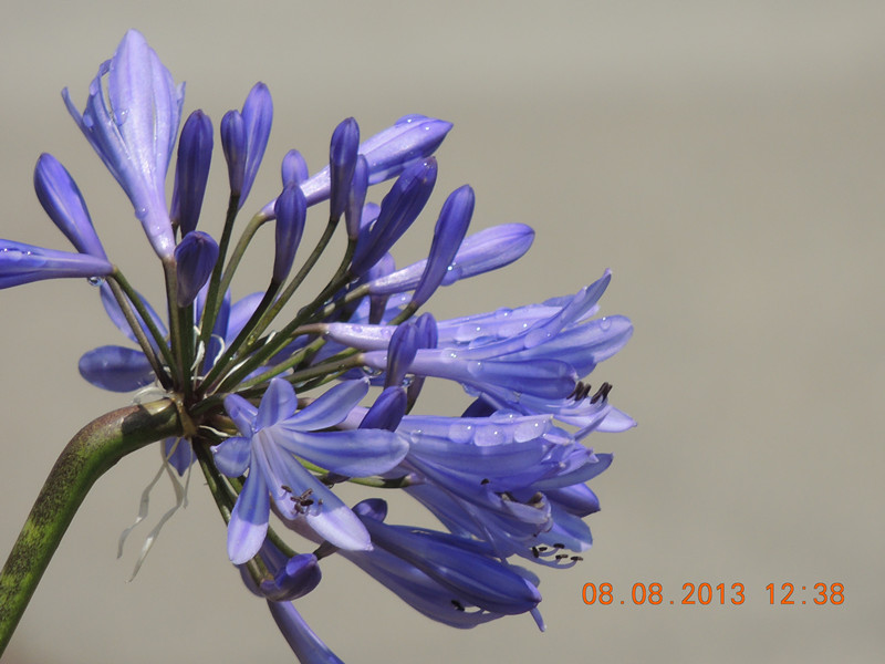 flower 405_.jpg