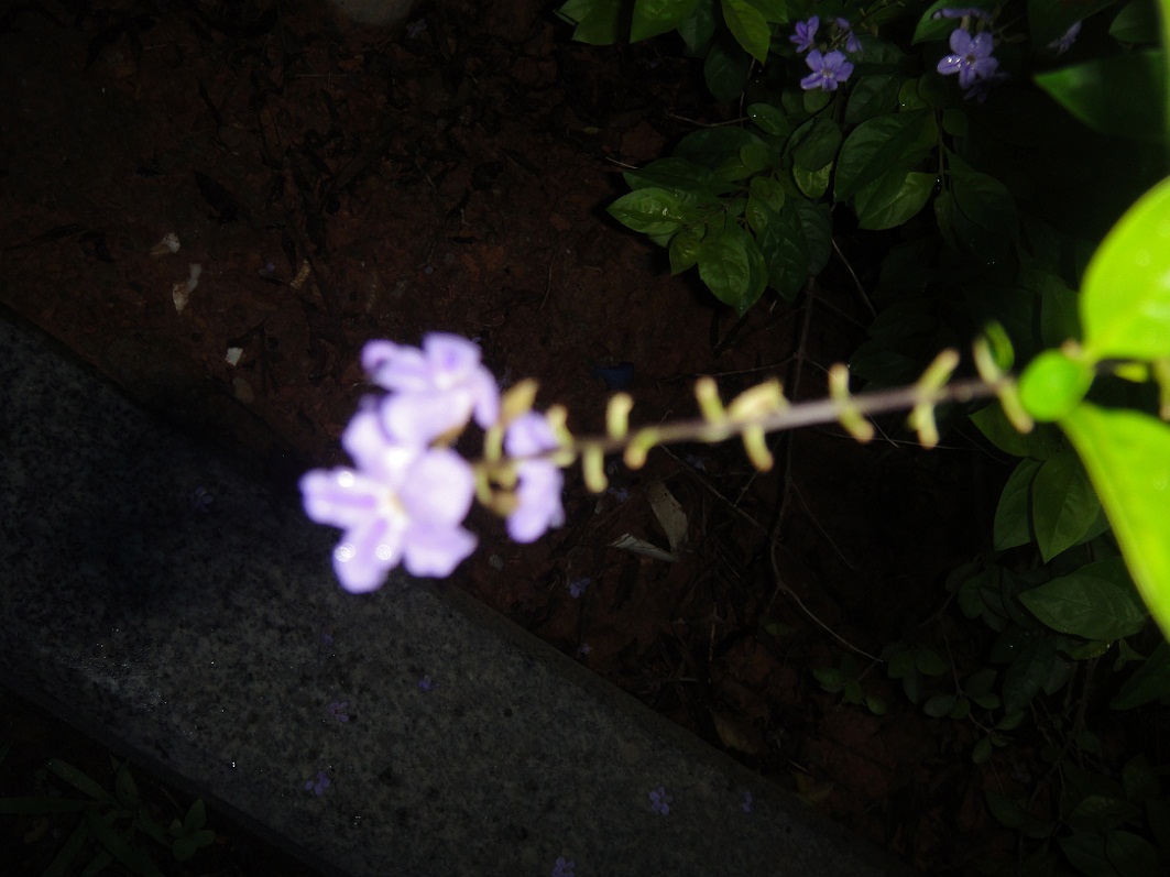 DSC09012.JPG