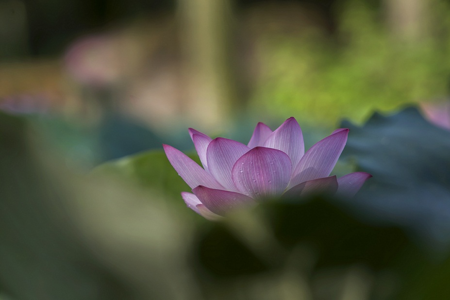 DSC_7929.jpg