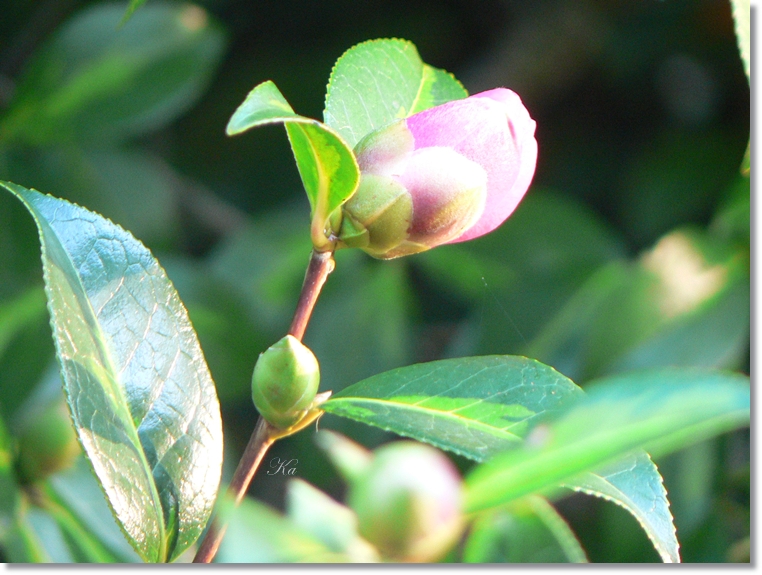flowers 25-07-13 329.jpg