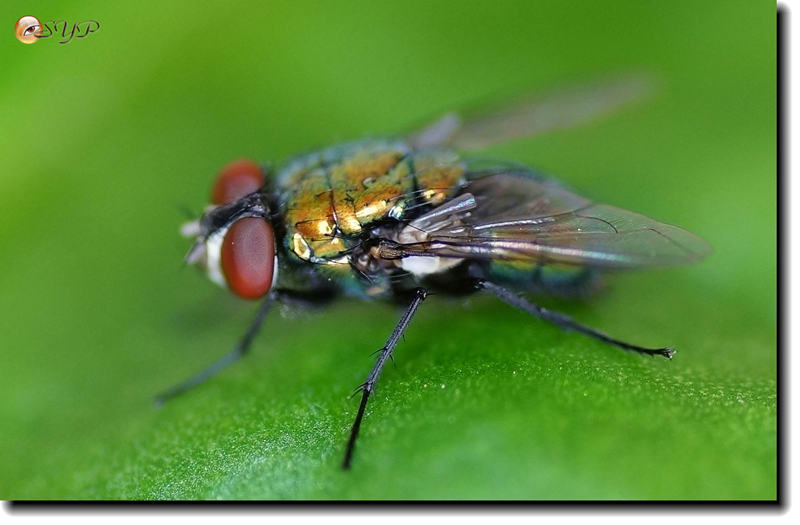 aaa