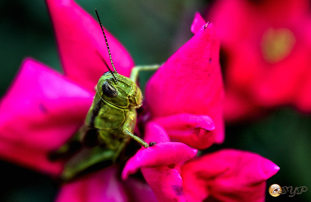 DSC02701a_.jpg