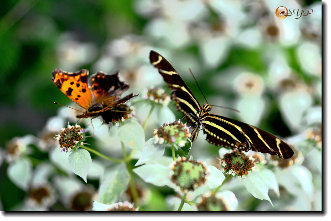 DSC01737_.jpg