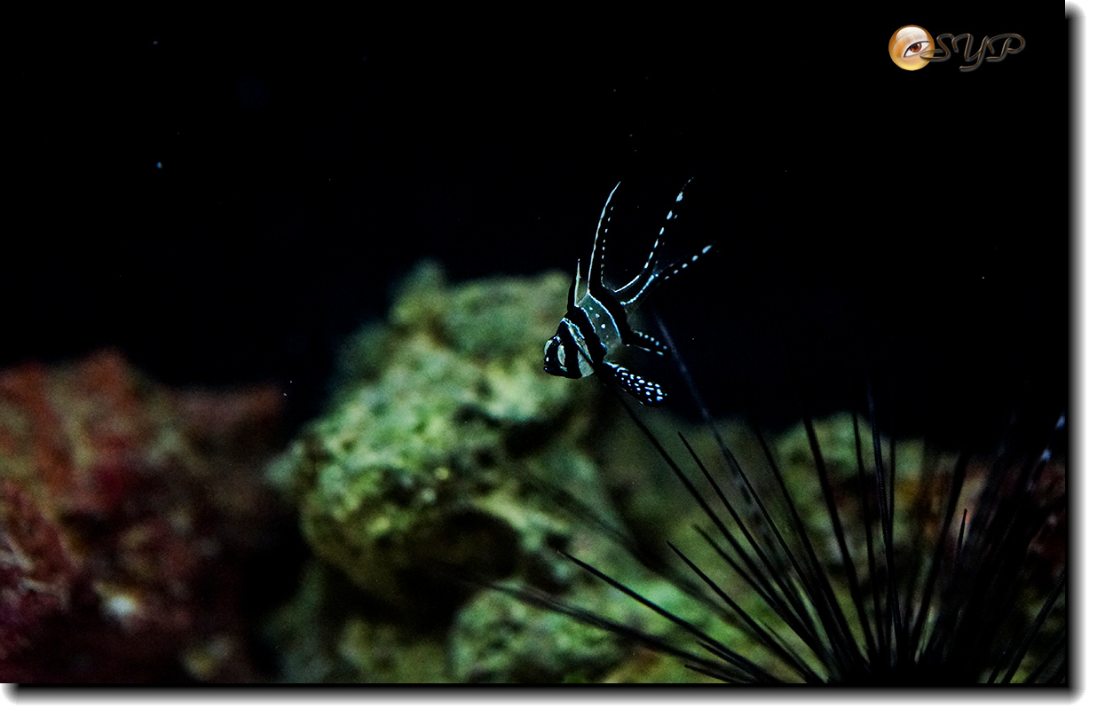 DSC02155_.jpg