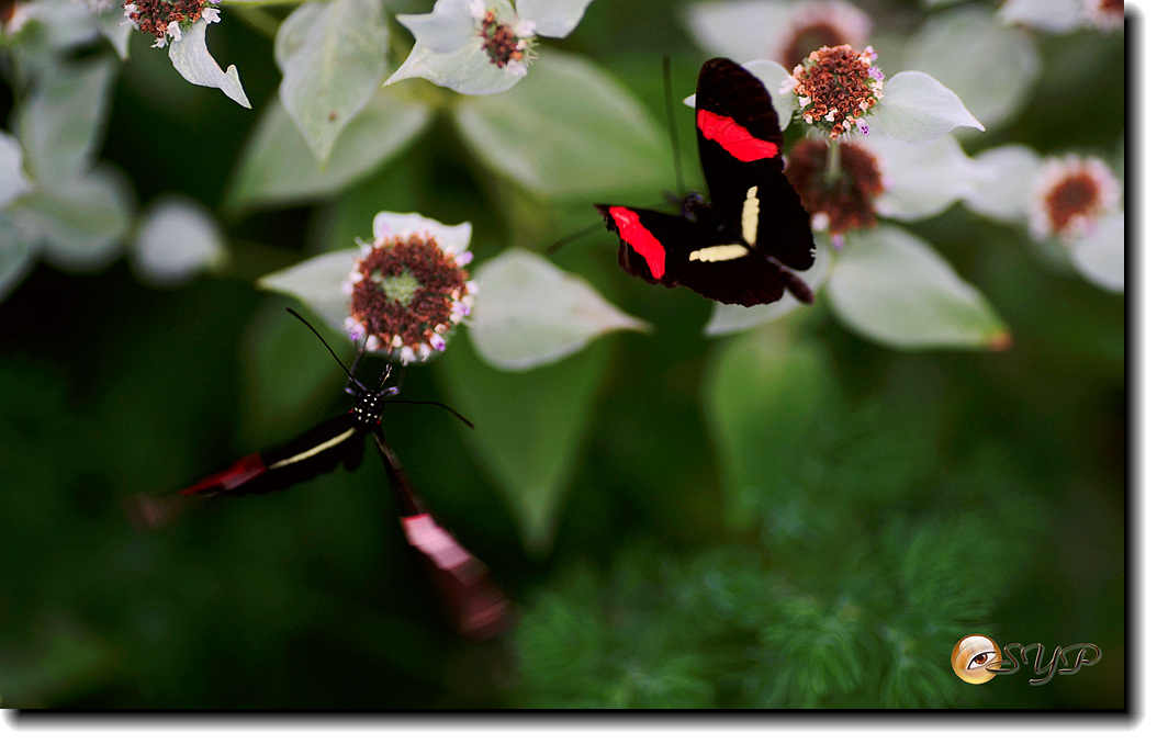 DSC01529_.jpg