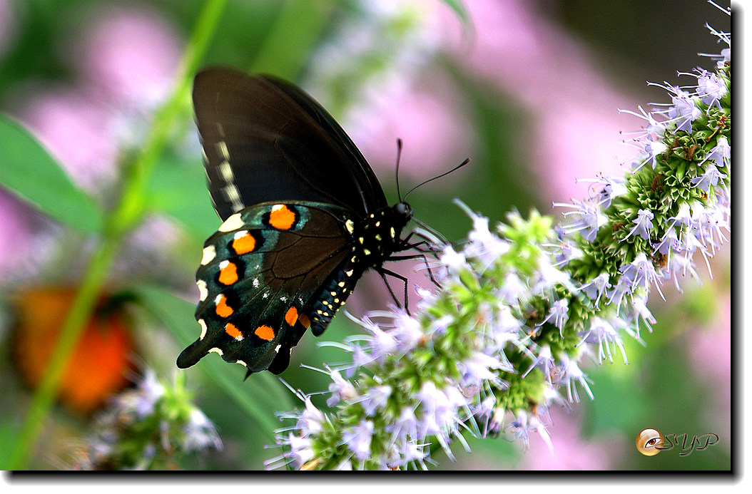 DSC01625_.jpg