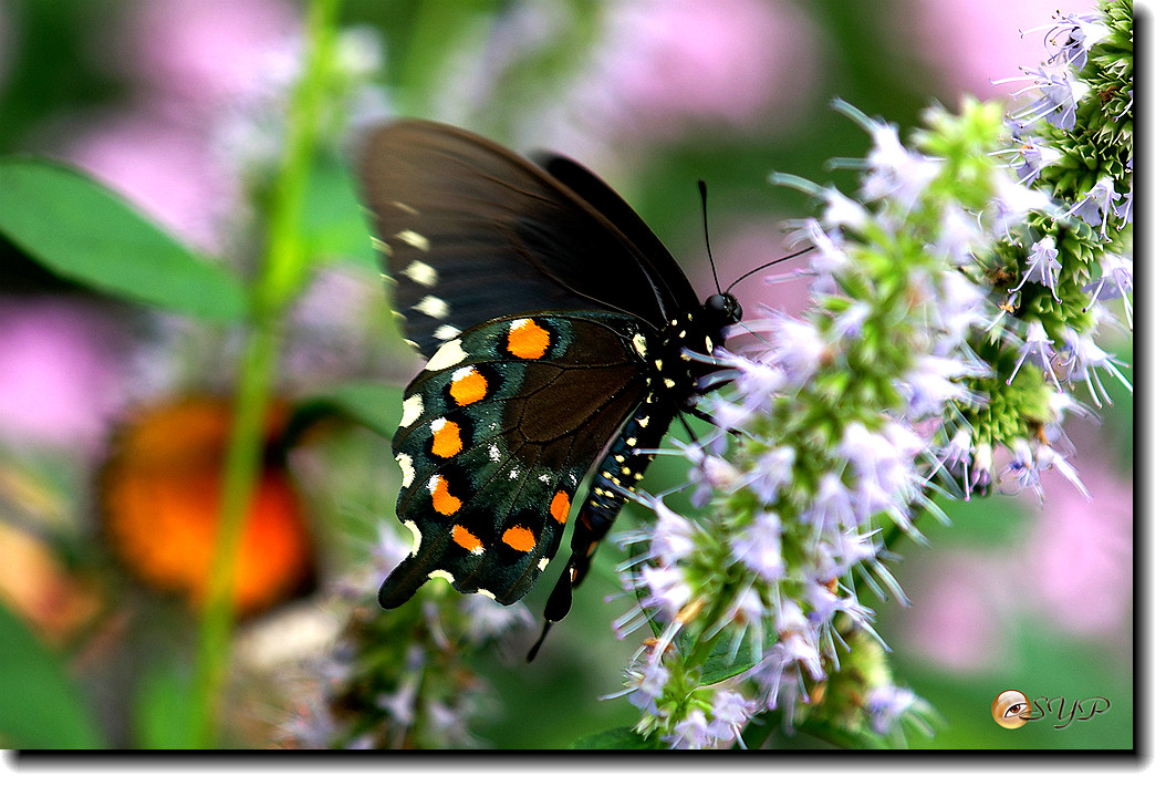 DSC01624_.jpg