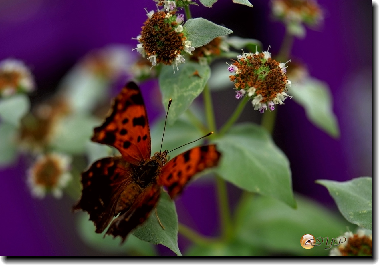DSC01729_.jpg