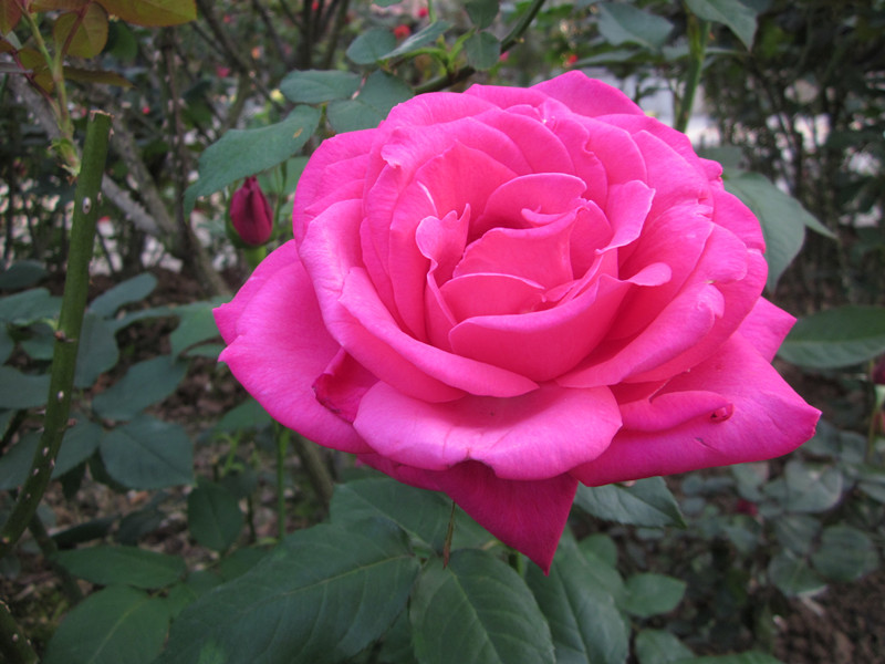 IMG_4751_.jpg