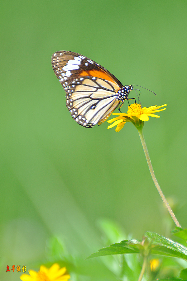 DSC_1652.JPG