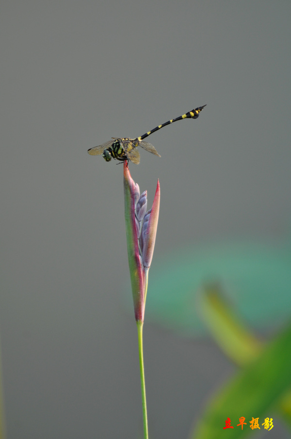 DSC_1299.JPG