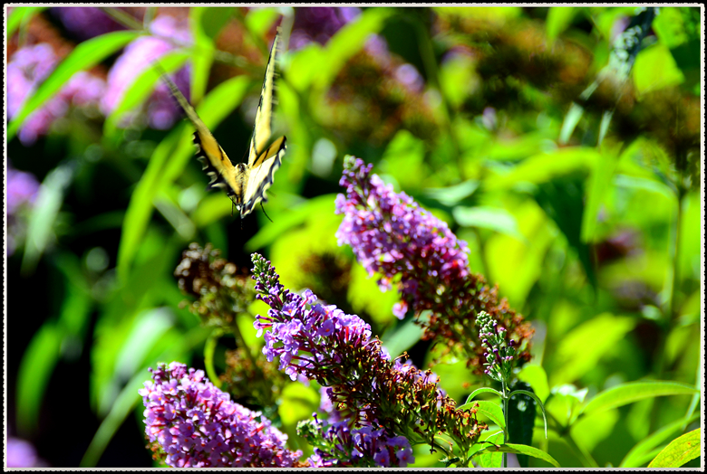 DSC_8664.jpg