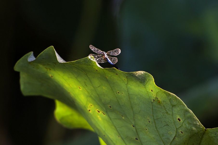 DSC_8696(1).jpg