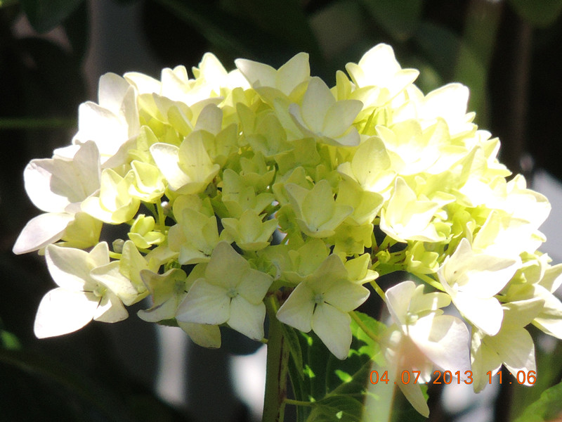 flower 072_.jpg