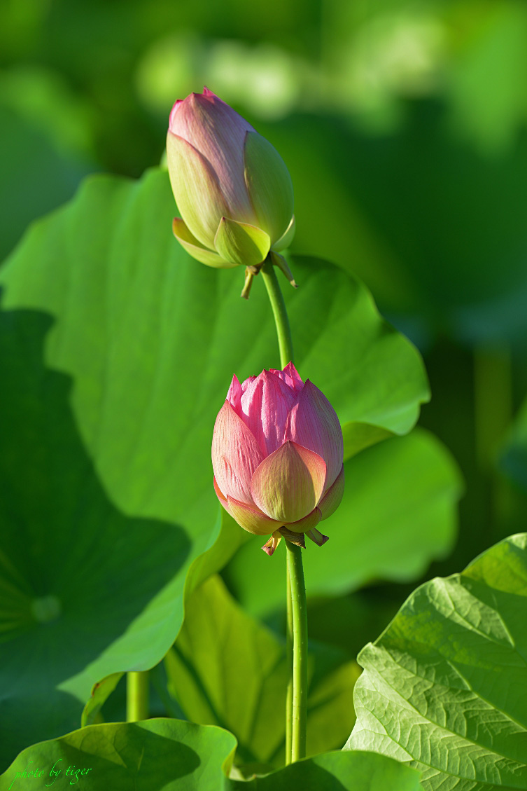 untitled.5479senb.jpg