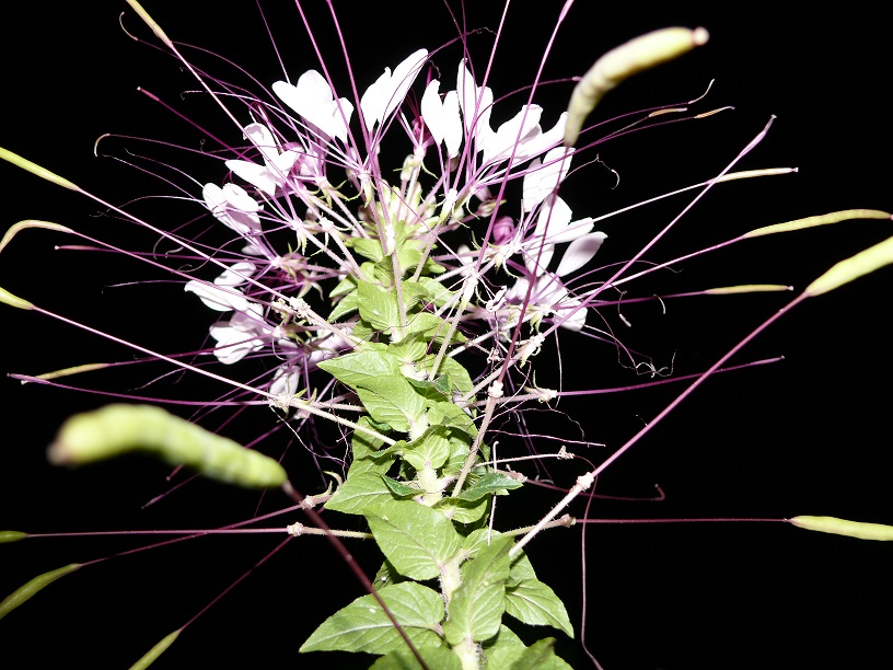 L1050661.JPG