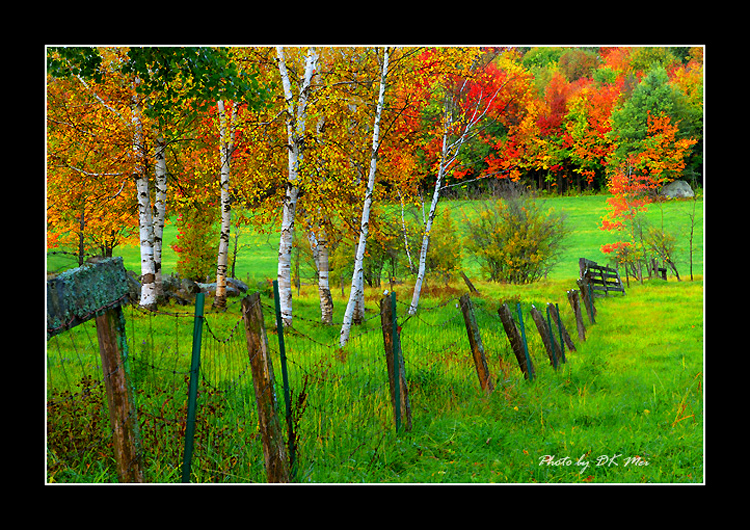 Fence.jpg