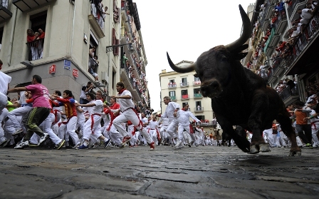 bull2.jpg