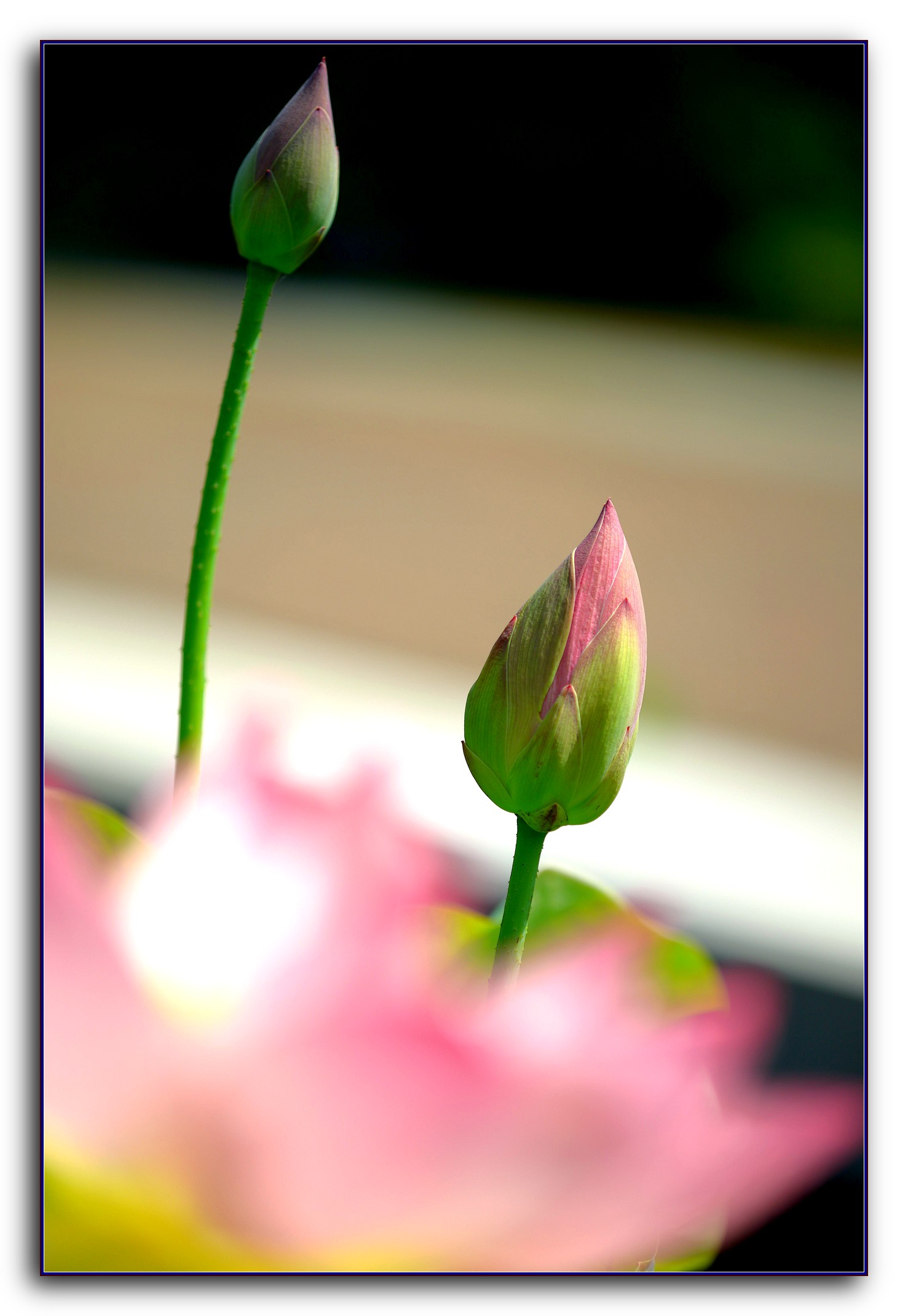 DSC_9785.jpg