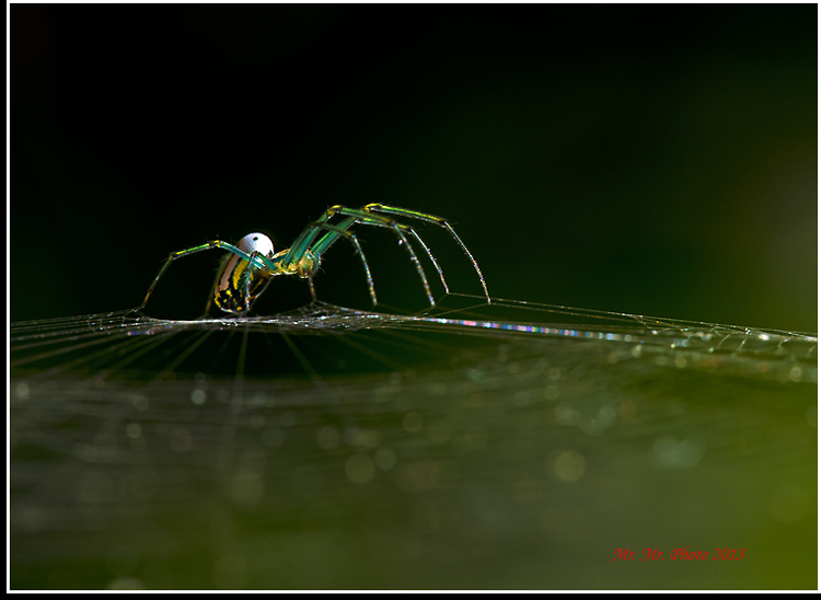 DSC_8962C.jpg