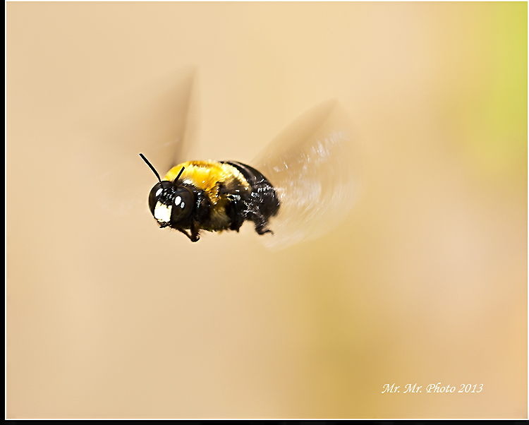 DSC_8875C.jpg