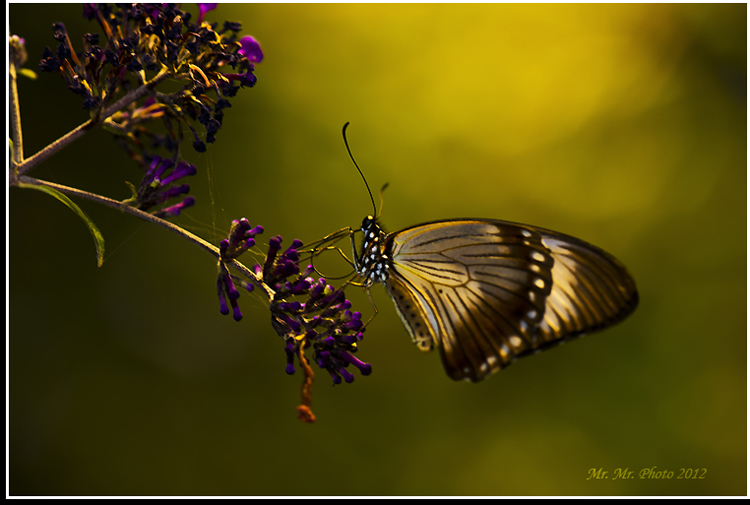 DSC_4919C.jpg