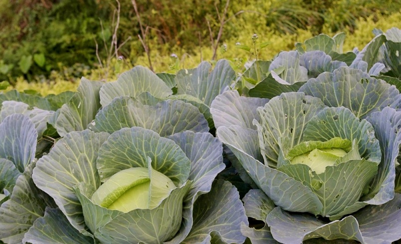 _IGP5447.jpg