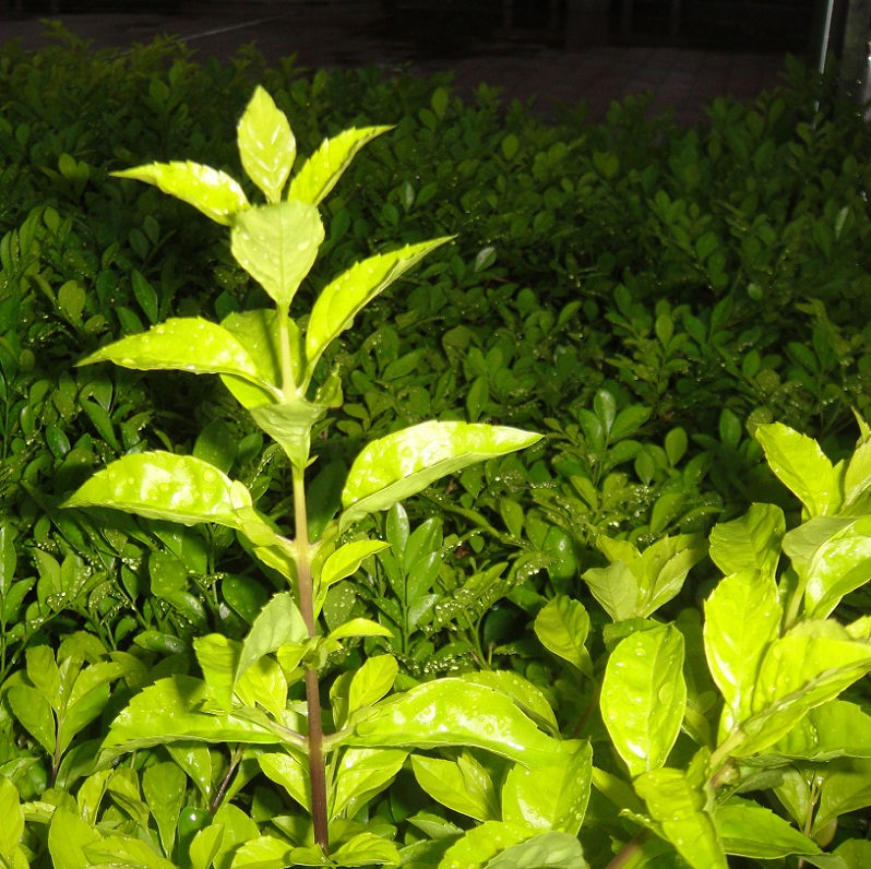 DSC08981_.jpg