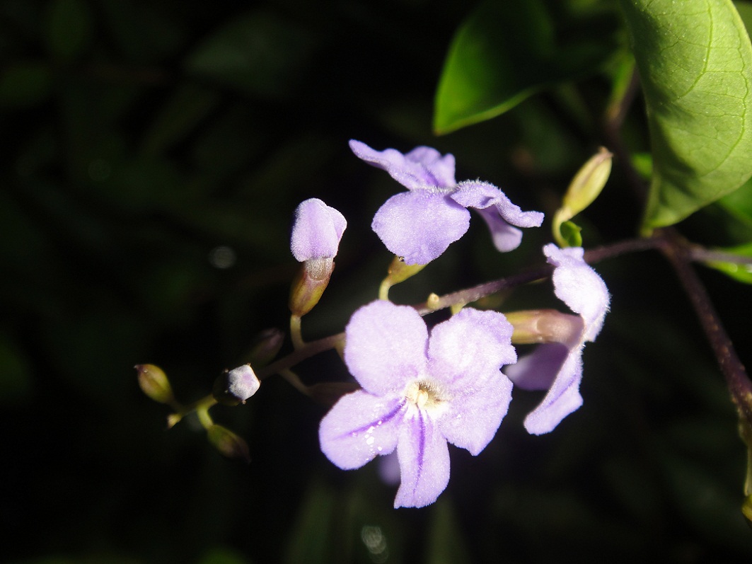 DSC09013.JPG