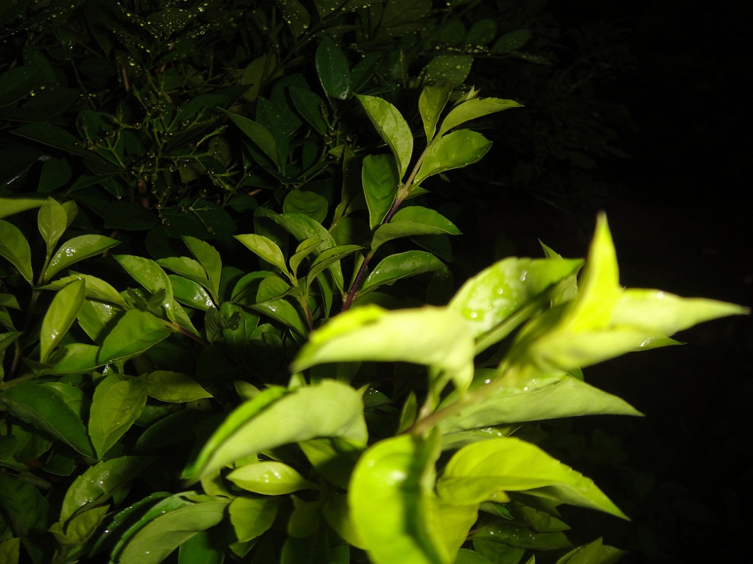 DSC08937.JPG