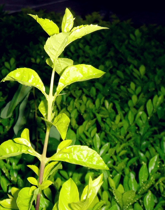 DSC08982_.jpg