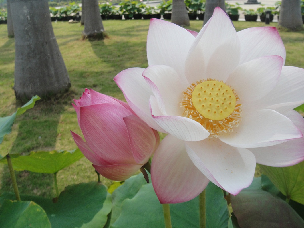 DSC08474.JPG