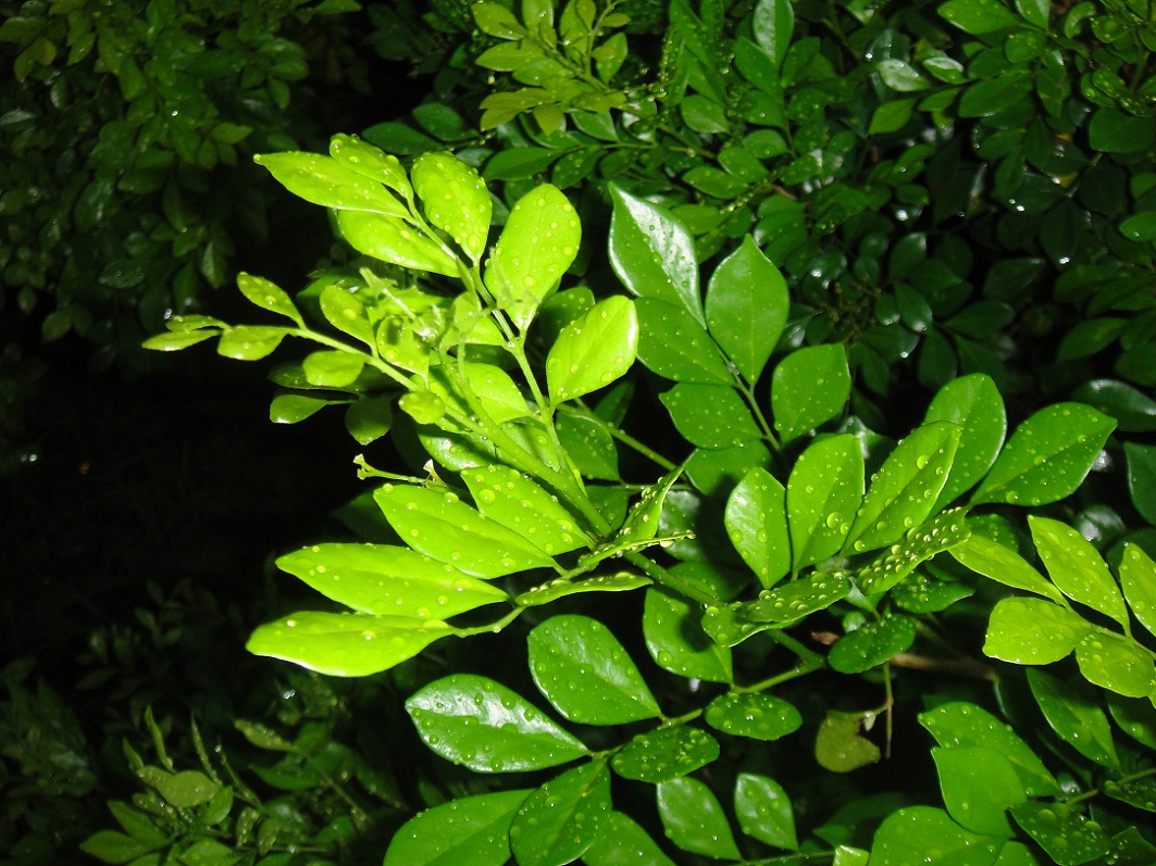 DSC08973.JPG