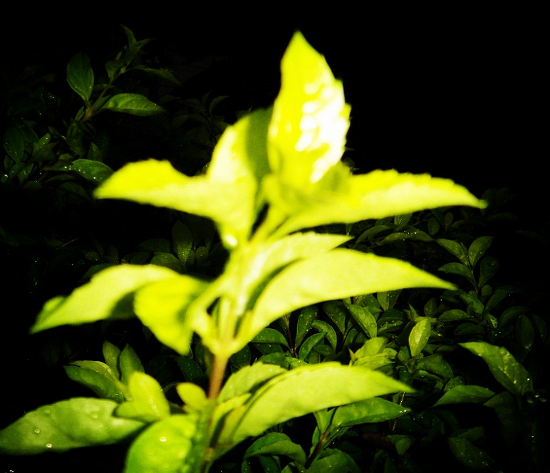DSC08953_.jpg