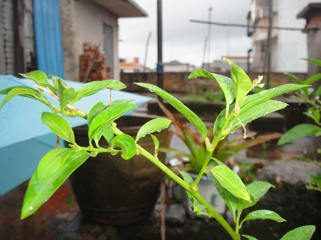 DSC08598.JPG