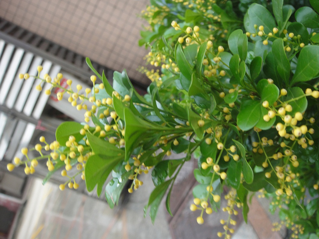 DSC09037.JPG