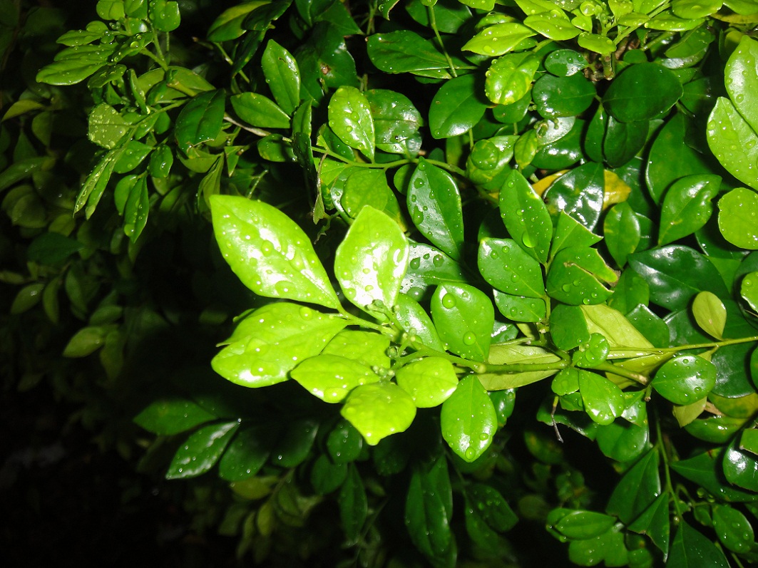 DSC08968.JPG