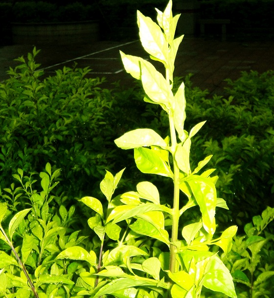 DSC08972_.jpg