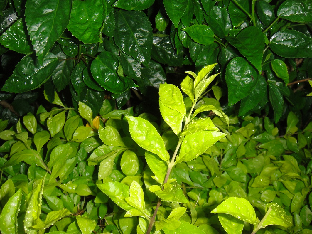 DSC08986.JPG