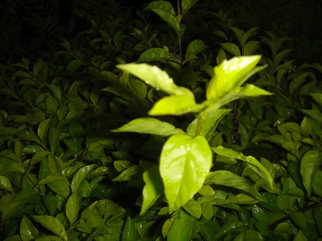 DSC08966.JPG