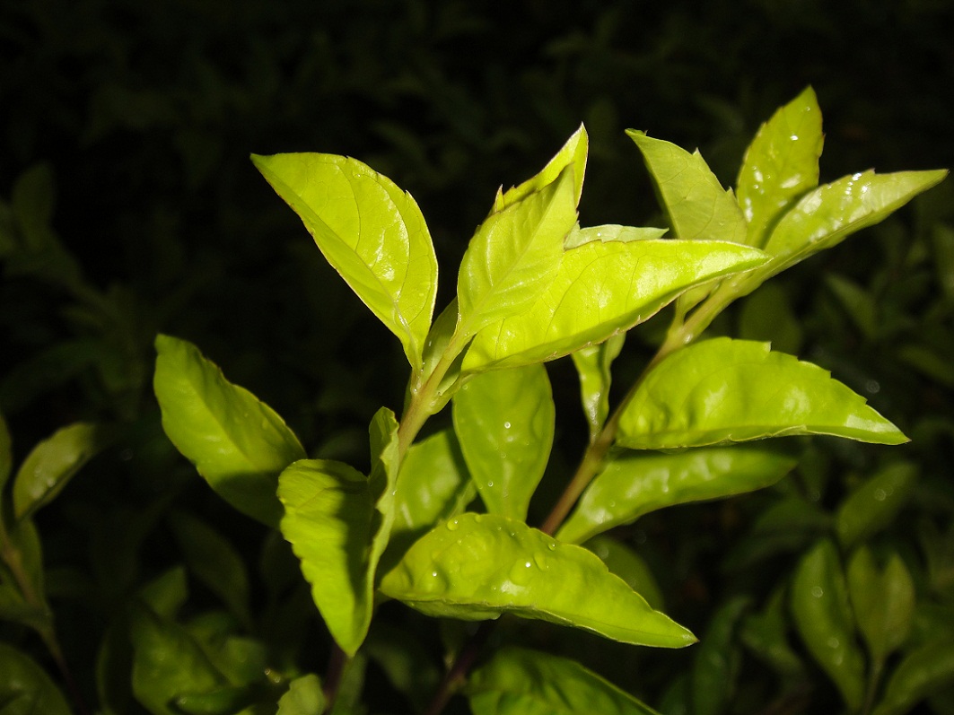 DSC08947.JPG