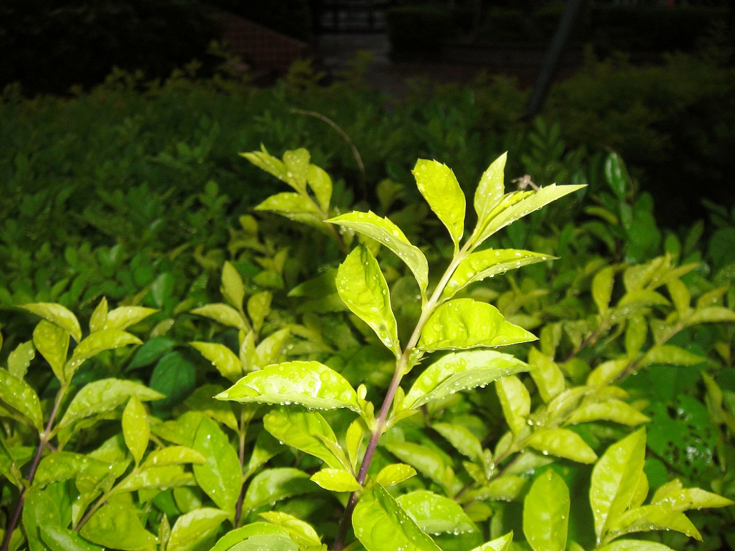 DSC08960_.jpg