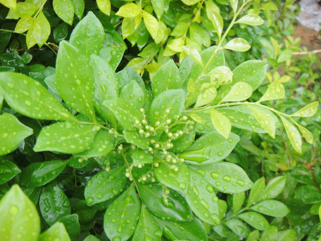 DSC09071_.jpg
