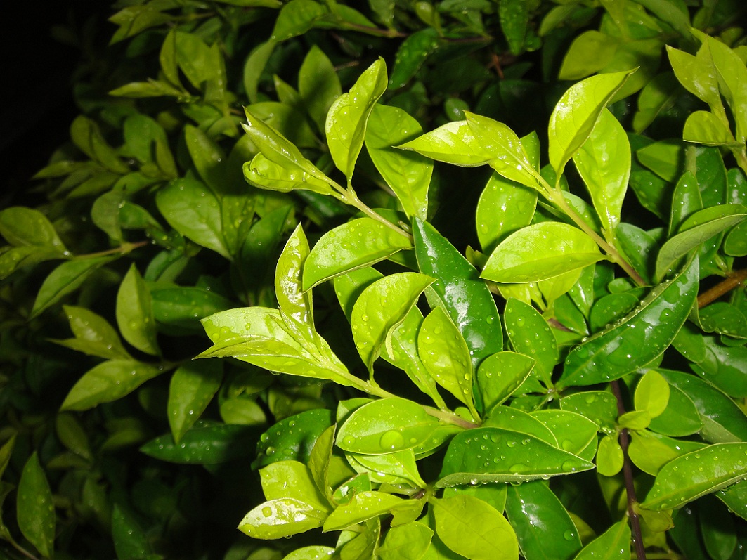 DSC08956.JPG