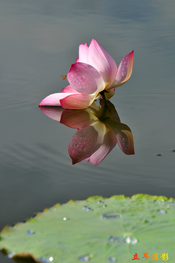 DSC_0711.JPG
