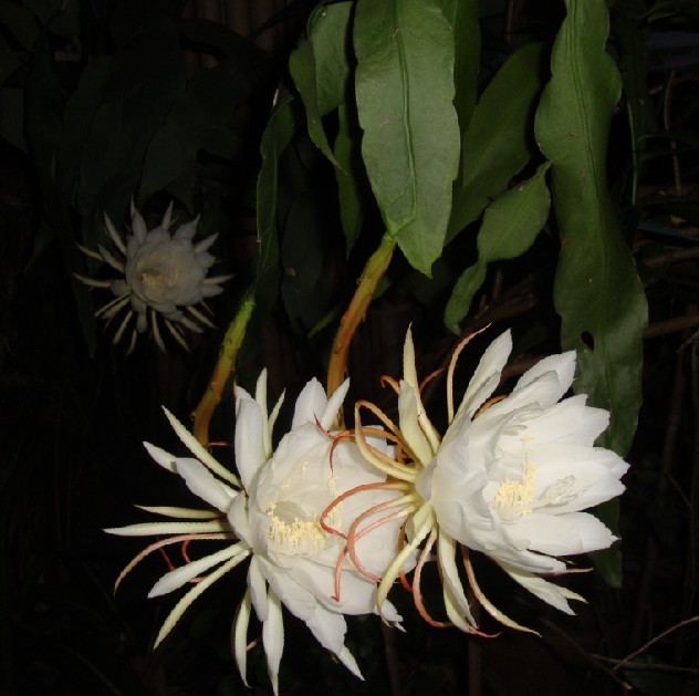花4.jpg