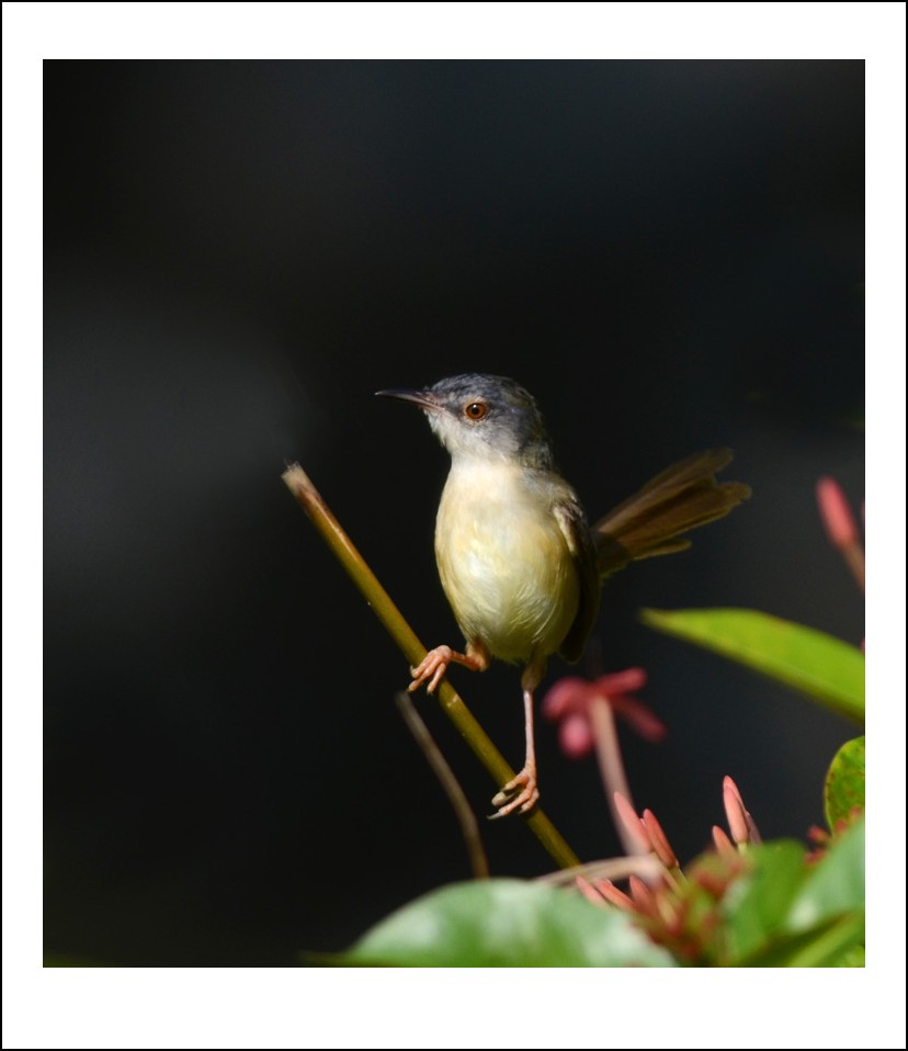DSC_7142_conew1.jpg