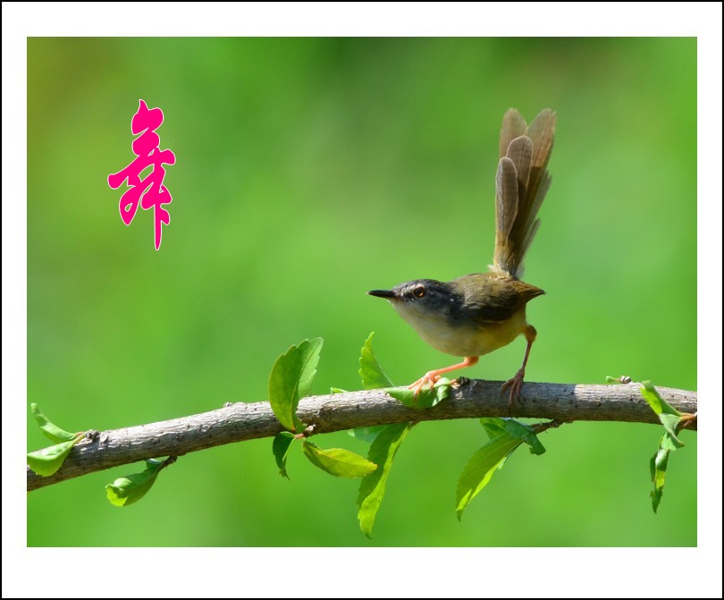 DSC_5052_conew3.jpg