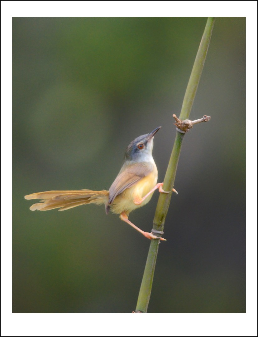 DSC_7073_conew1.jpg