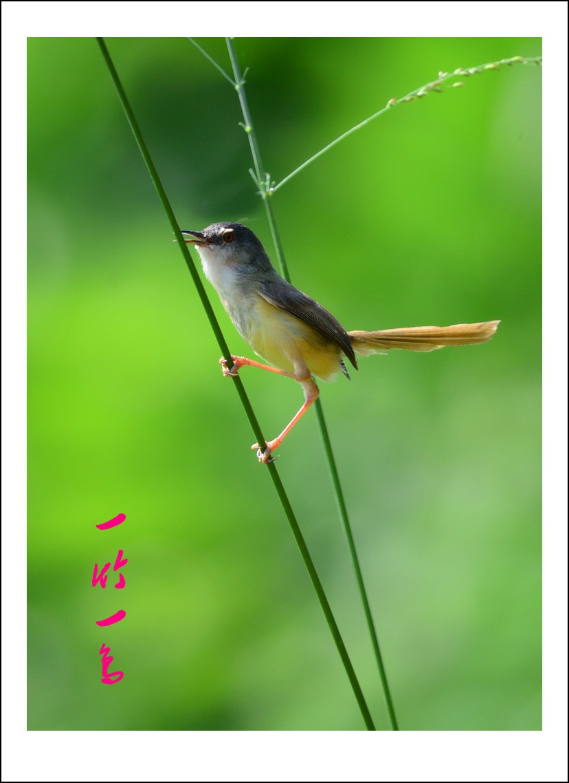 DSC_5421_conew2.jpg